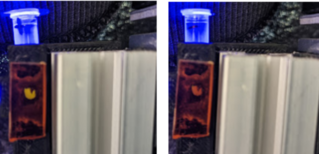 Example of raw imaging data for TaqMan PCR using cell phone camera